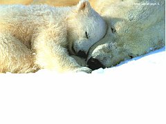 1024_-_Bears_Sleeping copia